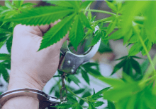 How Many Marijuana Arrests in Hawaii.png